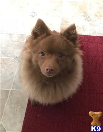 a pomeranian dog sitting on a couch