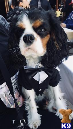 a cavalier king charles spaniel dog wearing a suit and tie