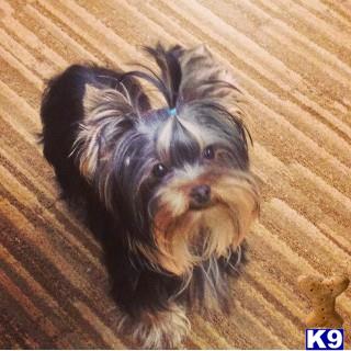 a yorkshire terrier dog lying on a wood floor