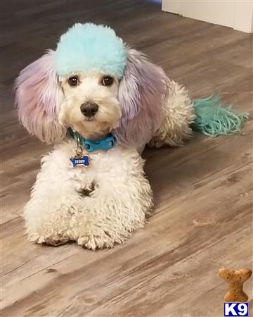 a poodle dog wearing a blue hat