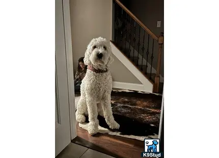 a goldendoodles dog sitting on a rug