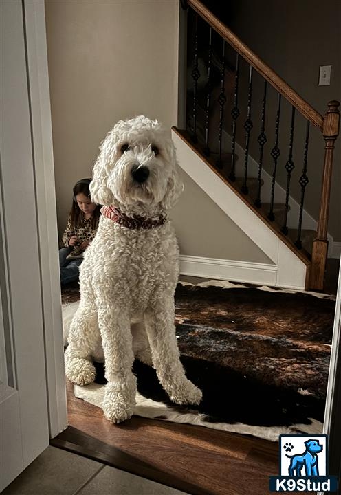 a goldendoodles dog sitting on a rug