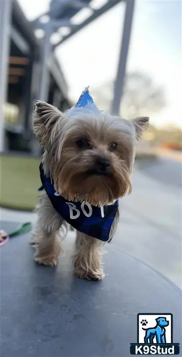 a yorkshire terrier dog wearing a party hat