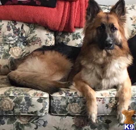 a german shepherd dog and a cat lying on a couch