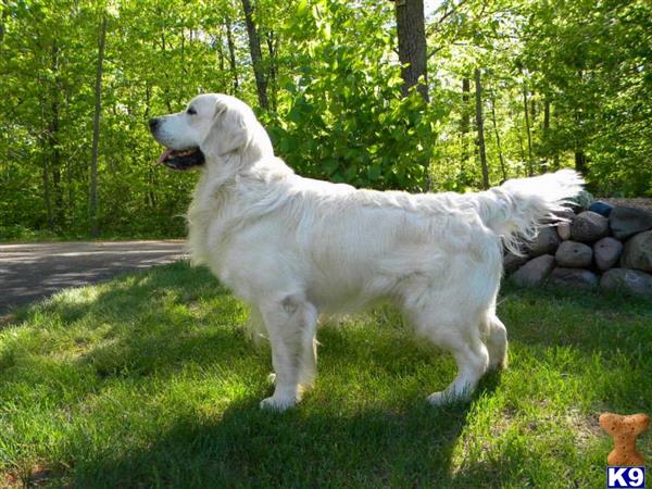 a white golden retriever dog standing on grass