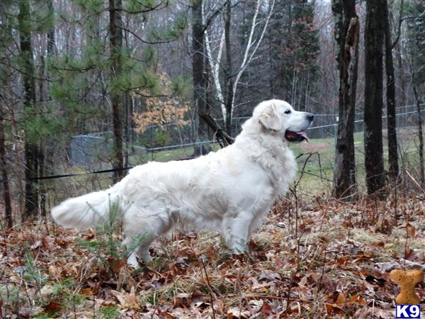 a white golden retriever dog in the woods