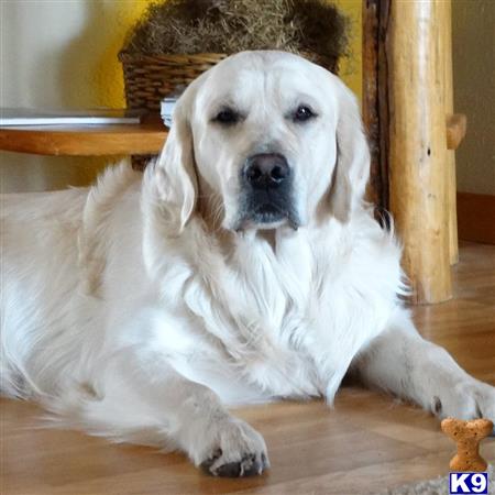 a white golden retriever dog lying on the floor