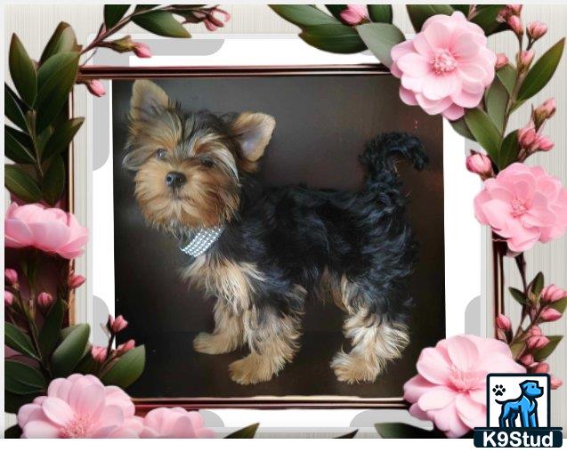 a yorkshire terrier dog sitting on a ledge