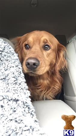 a golden retriever dog sitting in a car