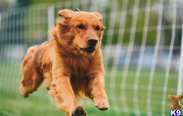 a golden retriever dog jumping over a fence