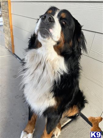 a bernese mountain dog dog standing on a porch
