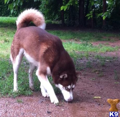 a siberian husky dog walking on a dirt path