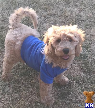 a goldendoodles dog wearing a shirt