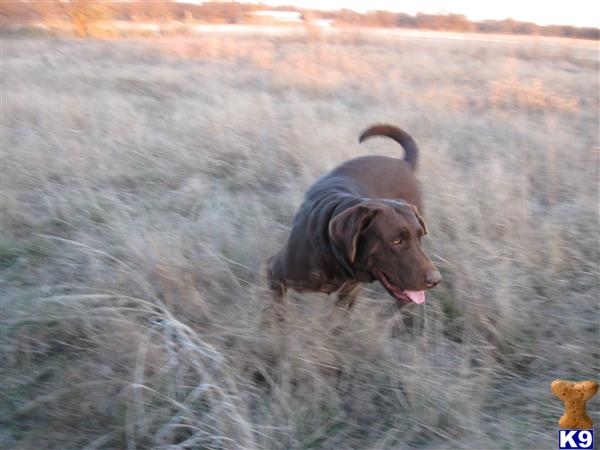 a labrador retriever dog running through a field of tall grass