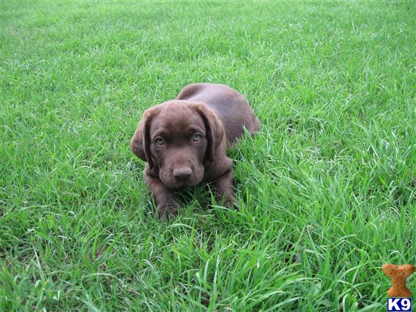 a brown labrador retriever dog in the grass