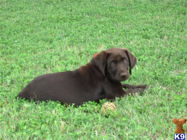 a labrador retriever dog lying in the grass