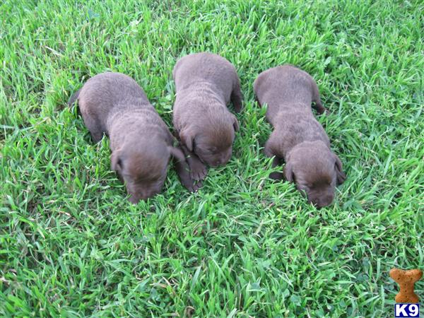 a group of pigs in the grass