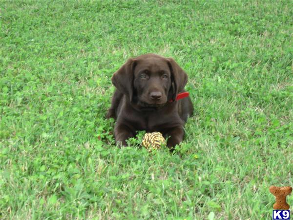 a labrador retriever dog sitting in the grass