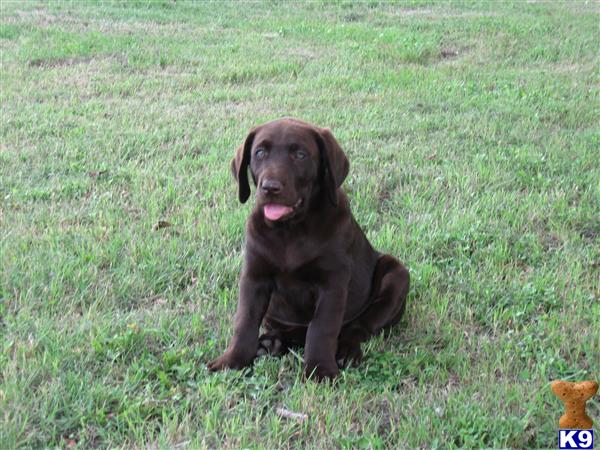 a labrador retriever dog sitting in the grass