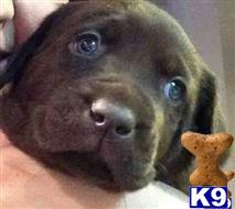 a labrador retriever dog looking at the camera