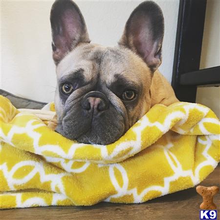 a french bulldog dog lying on a blanket