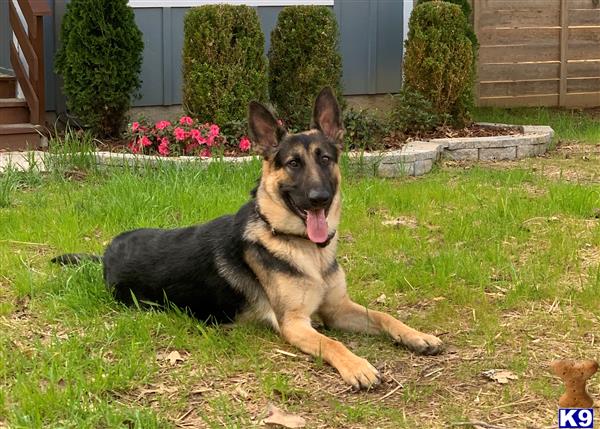 a german shepherd dog lying in the grass