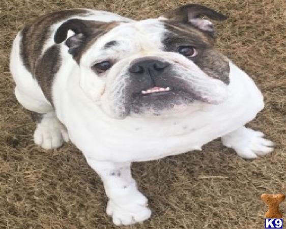 a english bulldog dog lying on the ground