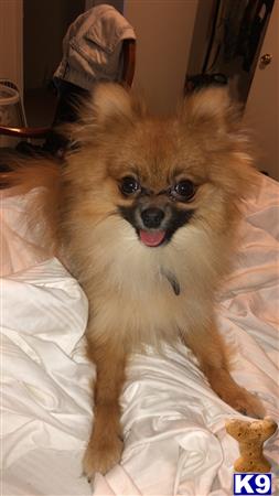 a pomeranian dog sitting on a bed