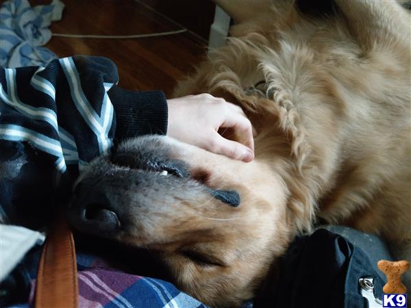 a golden retriever dog lying on a person