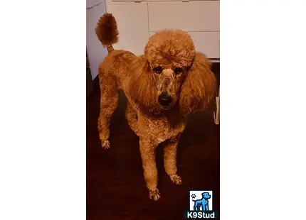 a poodle dog standing on a wood floor