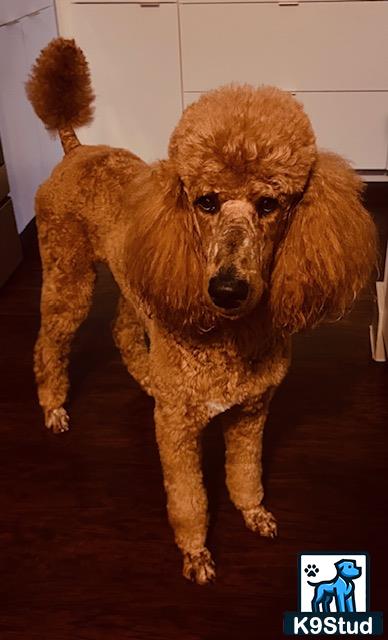 a poodle dog standing on a wood floor