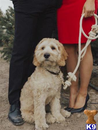 a goldendoodles dog on a leash