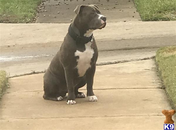 a american pit bull dog sitting on a sidewalk