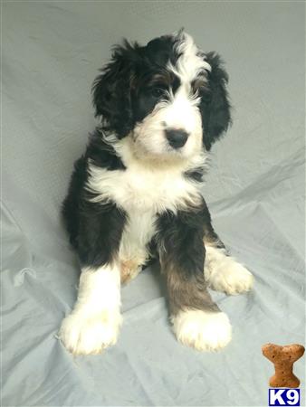 a black and white bernedoodle dog