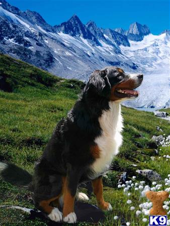 a bernese mountain dog dog standing on a rock
