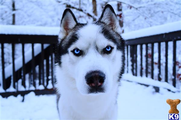 a siberian husky dog in the snow