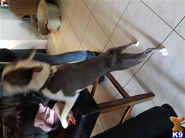 a boston terrier dog standing on a tile floor