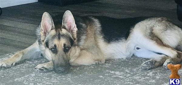 a couple of german shepherd dogs lying on a couch