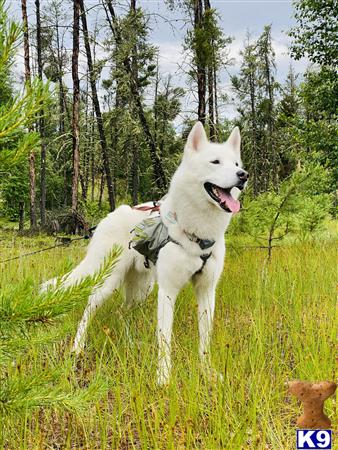 a white siberian husky dog standing in a grassy area with trees in the background