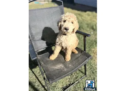 a goldendoodles dog sitting on a chair