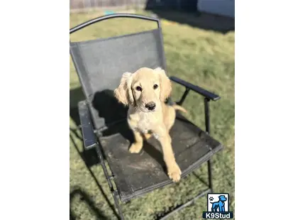 a goldendoodles dog sitting in a chair