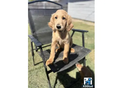 a goldendoodles dog sitting on a chair