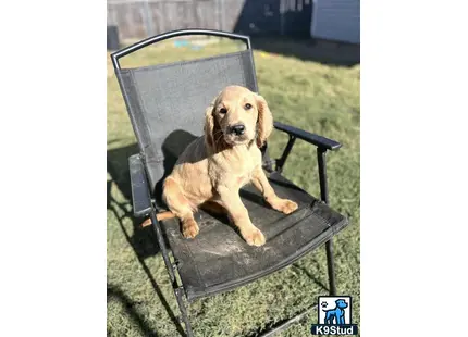 a goldendoodles dog sitting in a chair