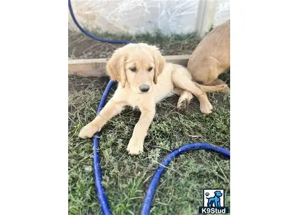 a goldendoodles puppy lying on grass