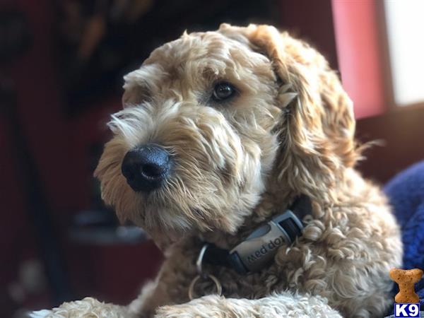 a goldendoodles dog with a collar