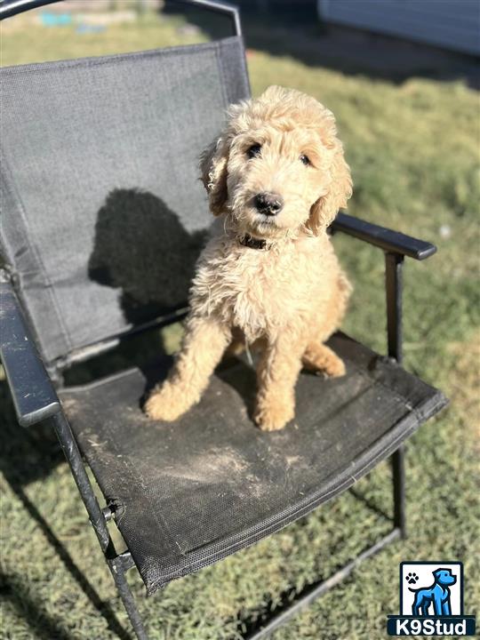 a goldendoodles dog sitting on a chair