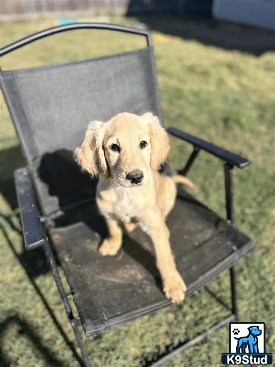 a goldendoodles dog sitting in a chair