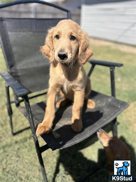 a goldendoodles dog sitting on a chair