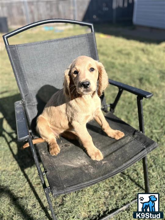 a goldendoodles dog sitting in a chair