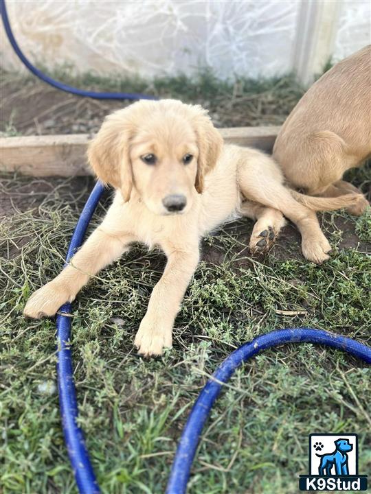 a goldendoodles puppy lying on grass